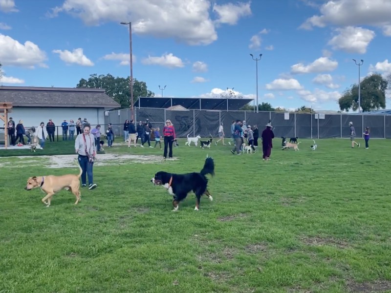 Campillo dogs running