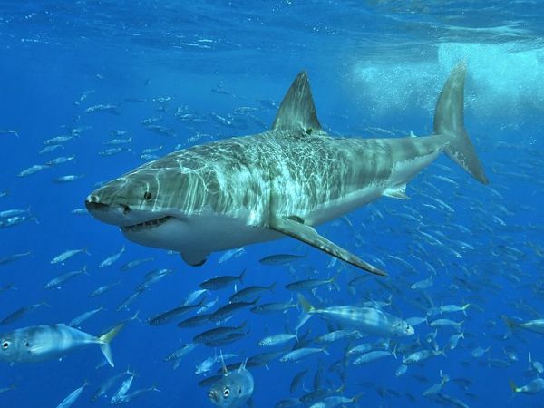‘Aggressive’ Shark Behavior Forces Restriction of Ocean Access at San Clemente Beaches