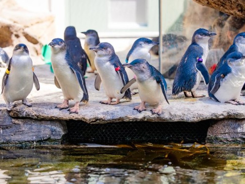 Birch Aquarium