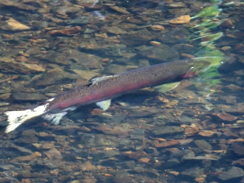 A coho salmon swims upstream