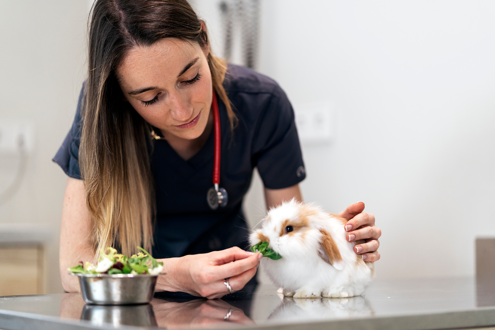 Female-Veterinarian-Examining-A-Rabbit-what-do-i-want