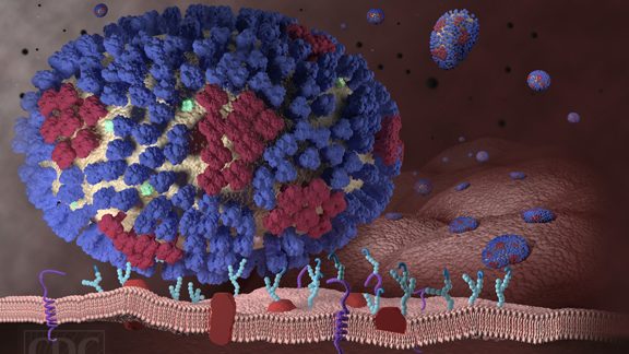 Illustration of the influenza virus.