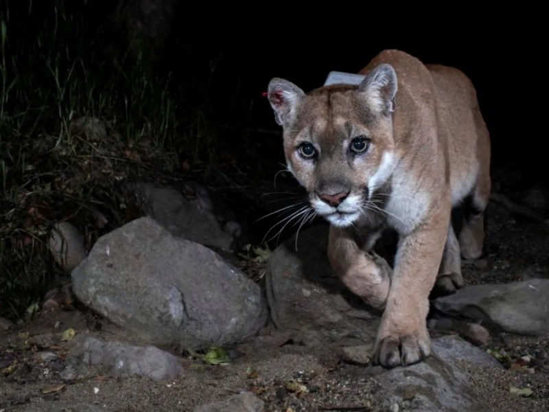 Mountain Lion P-22