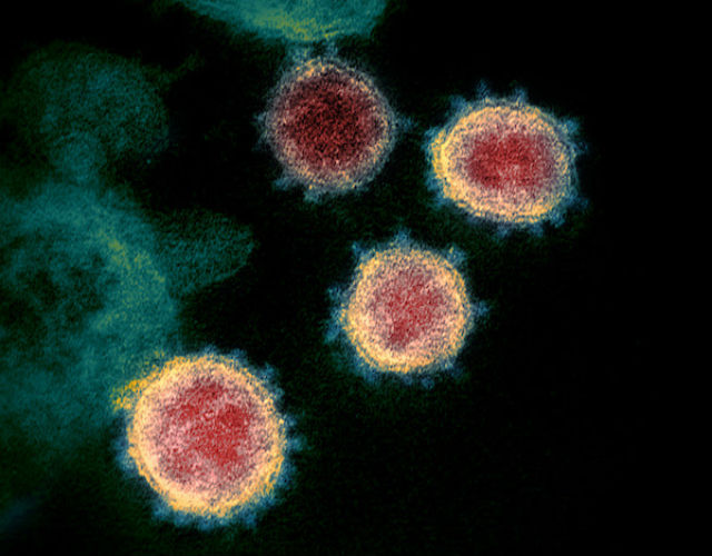 Novel coronavirus