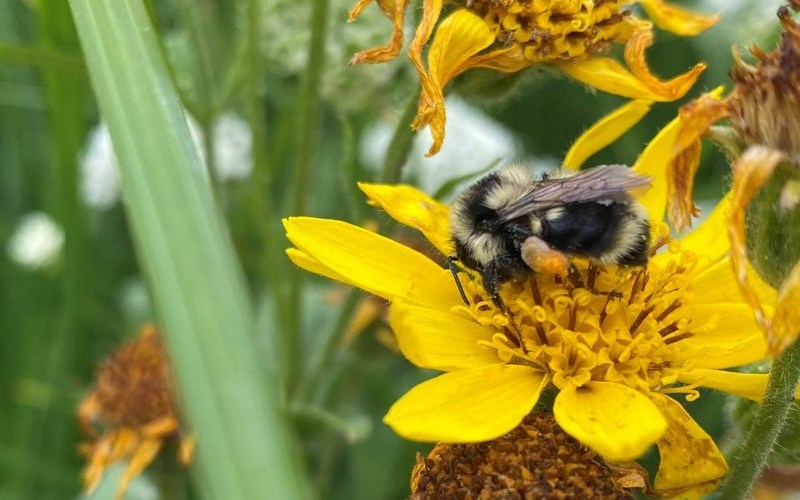 Pollinating bee