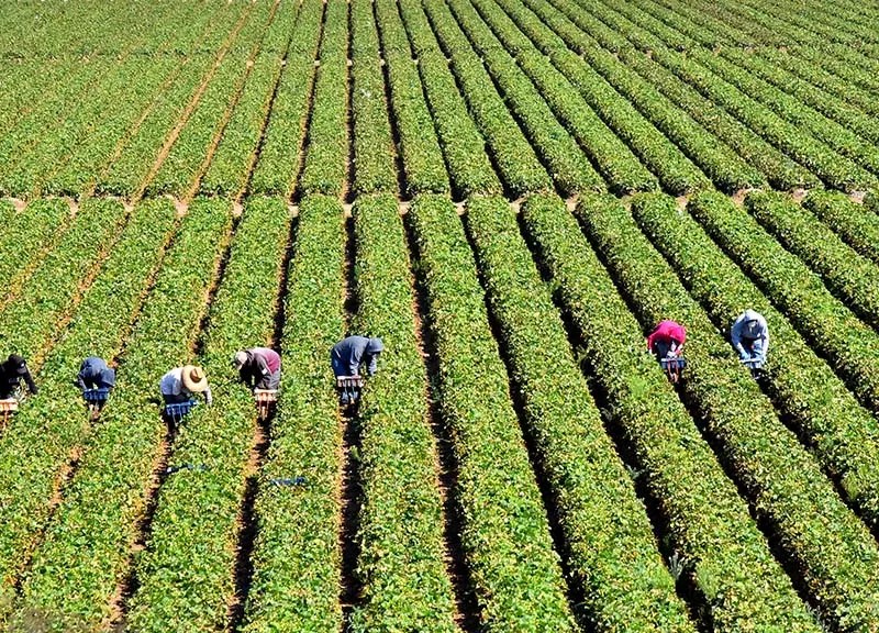 Farmworkers harvest vegetables near Salinas.