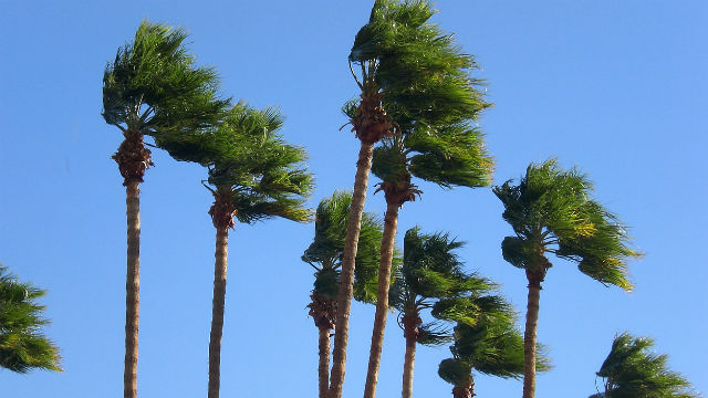 Palm trees in the wind