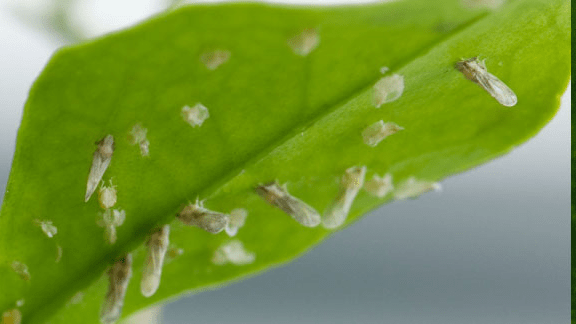 Asian citrus psyllids